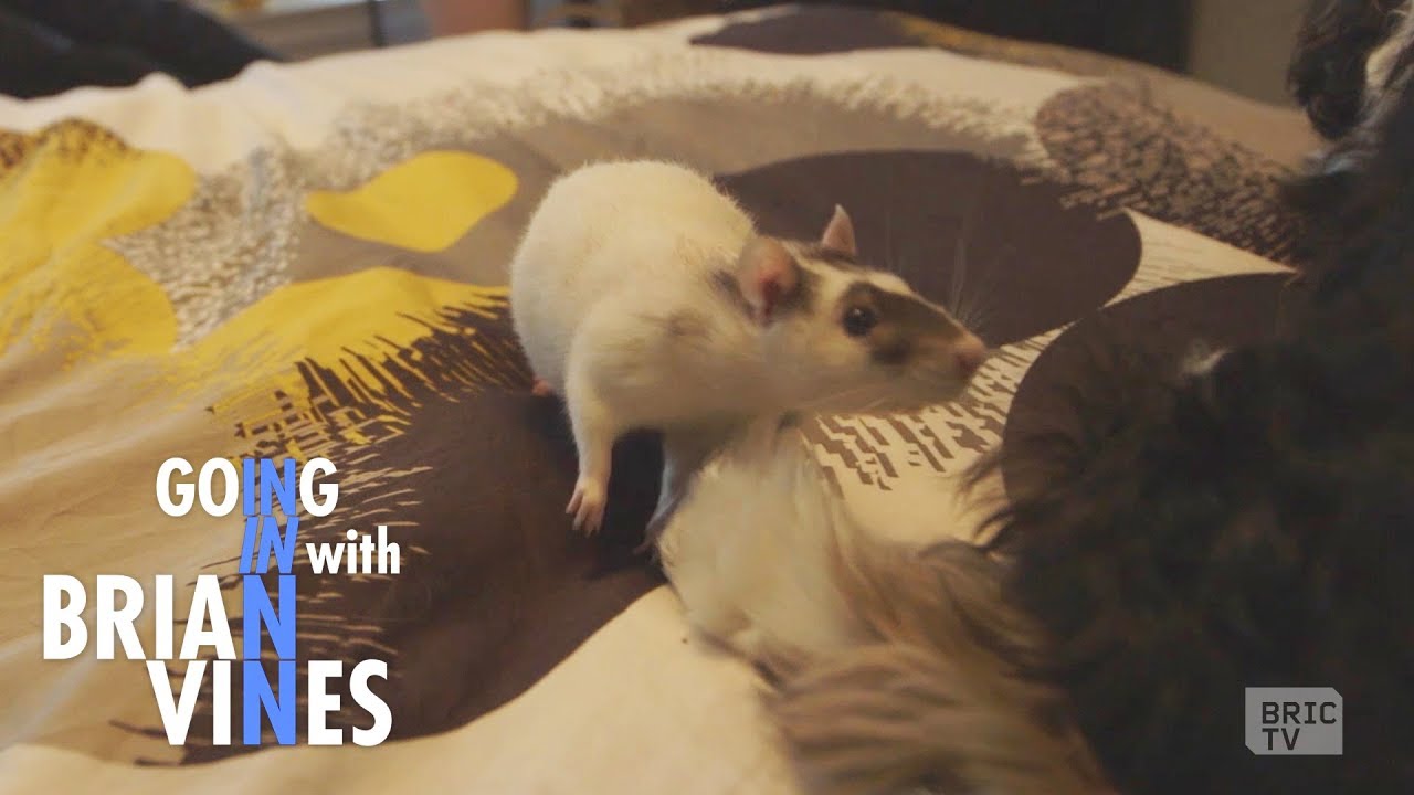 NYC’s Critters | Going In with Brian Vines | Ep 304