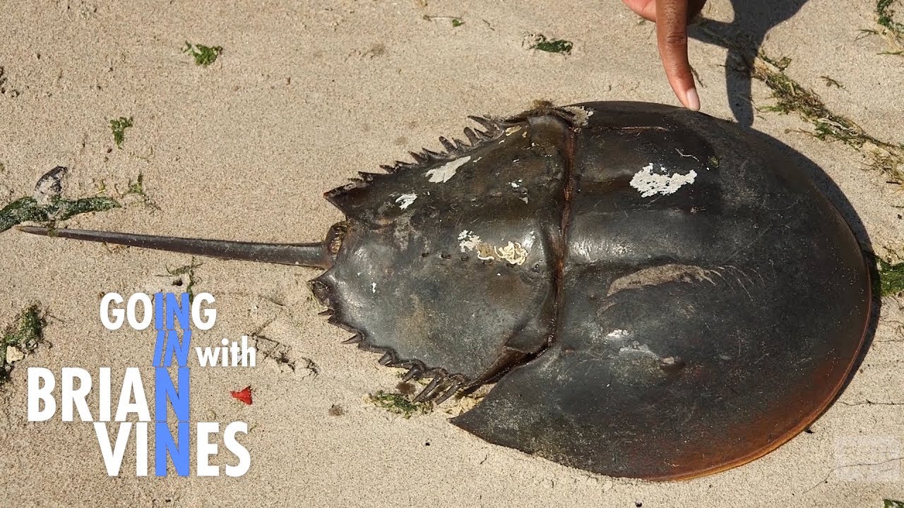 Horseshoe Crabs: Treasures of Jamaica Bay | Going In with Brian Vines