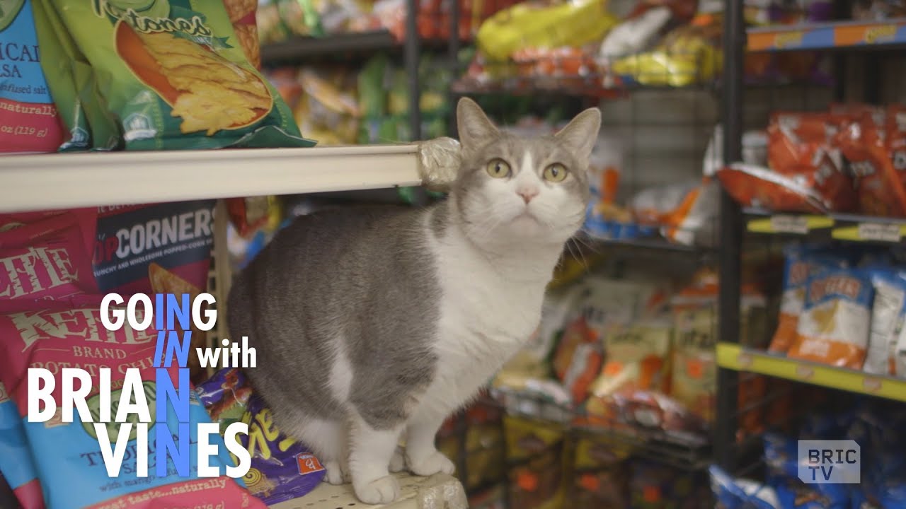 Fines, Felines, Rules, & Regulation | Going In with Brian Vines | Ep 405
